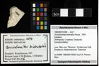 Foto (Objekt + Etiketten) von Goniodromites bidentatus (Reuss, 1859) 